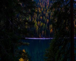 Превью обои лес, осень, озеро, ветки, темный