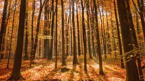 Превью обои лес, осень, природа