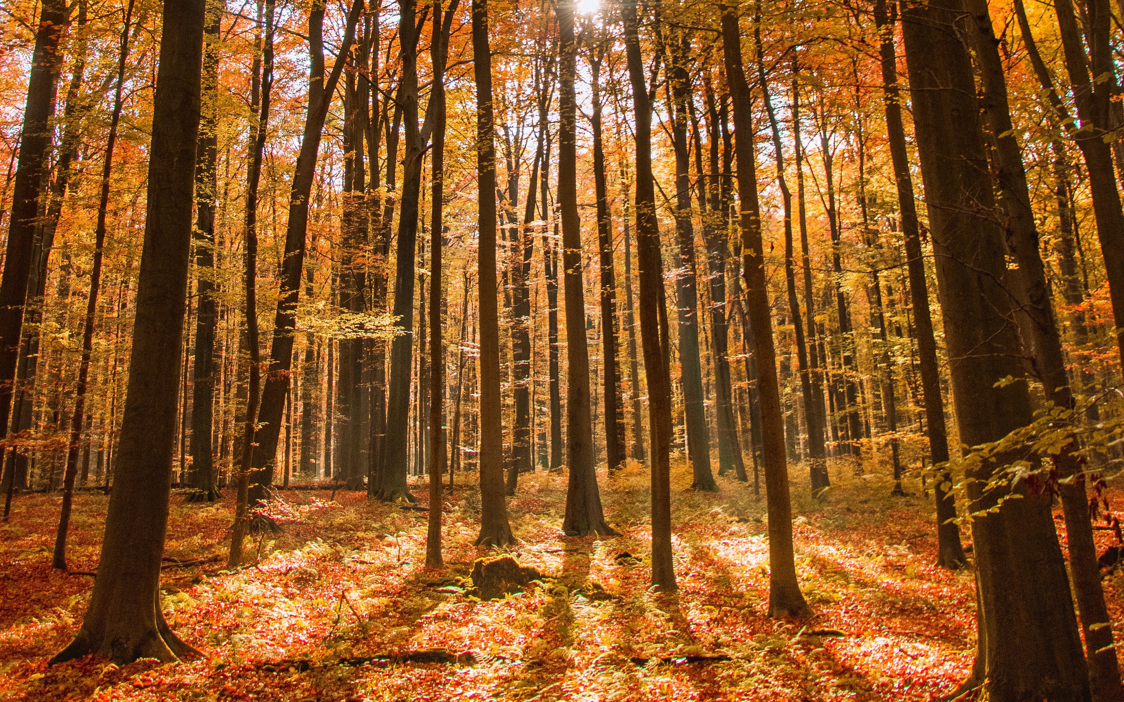 Свободный лес. Осенний лес. Осень в лесу. Лес осенью. Красивый лес.