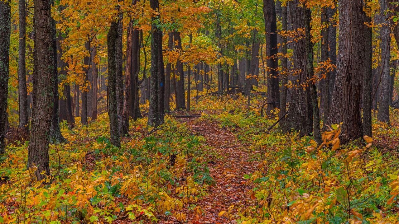 Обои лес, осень, тропинка, опавшая листва, природа