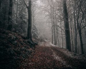 Превью обои лес, осень, туман, листва, тропинка, деревья