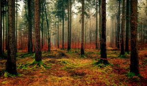 Превью обои лес, осень, туман, листва, опавший