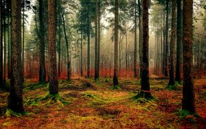 Превью обои лес, осень, туман, листва, опавший