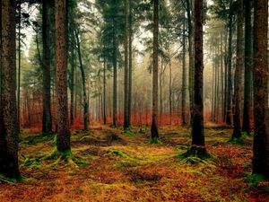 Превью обои лес, осень, туман, листва, опавший