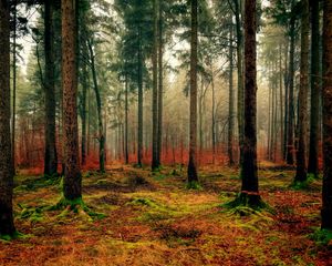 Превью обои лес, осень, туман, листва, опавший