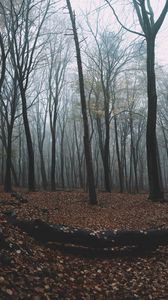 Превью обои лес, осень, туман, деревья, листва