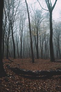 Превью обои лес, осень, туман, деревья, листва