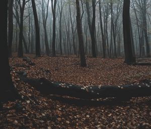 Превью обои лес, осень, туман, деревья, листва