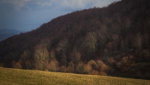 Превью обои лес, осень, возвышенность, склон