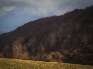 Превью обои лес, осень, возвышенность, склон