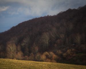 Превью обои лес, осень, возвышенность, склон