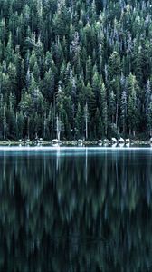Превью обои лес, озеро, берег, деревья, отражение