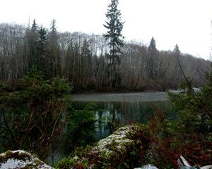 Превью обои лес, озеро, дебри, осень, деревья