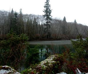 Превью обои лес, озеро, дебри, осень, деревья