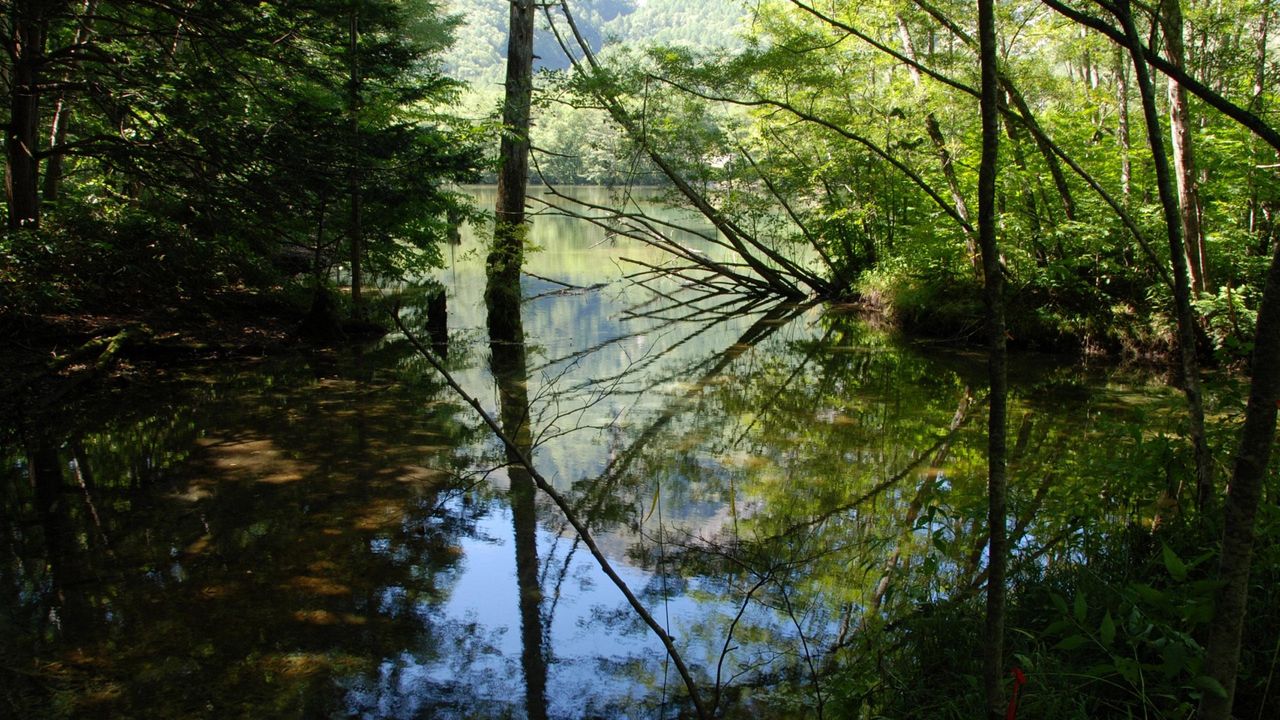 Обои лес, озеро, деревья, вода, отражение, тени