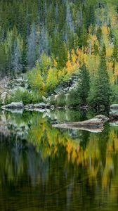 Превью обои лес, озеро, отражение, деревья