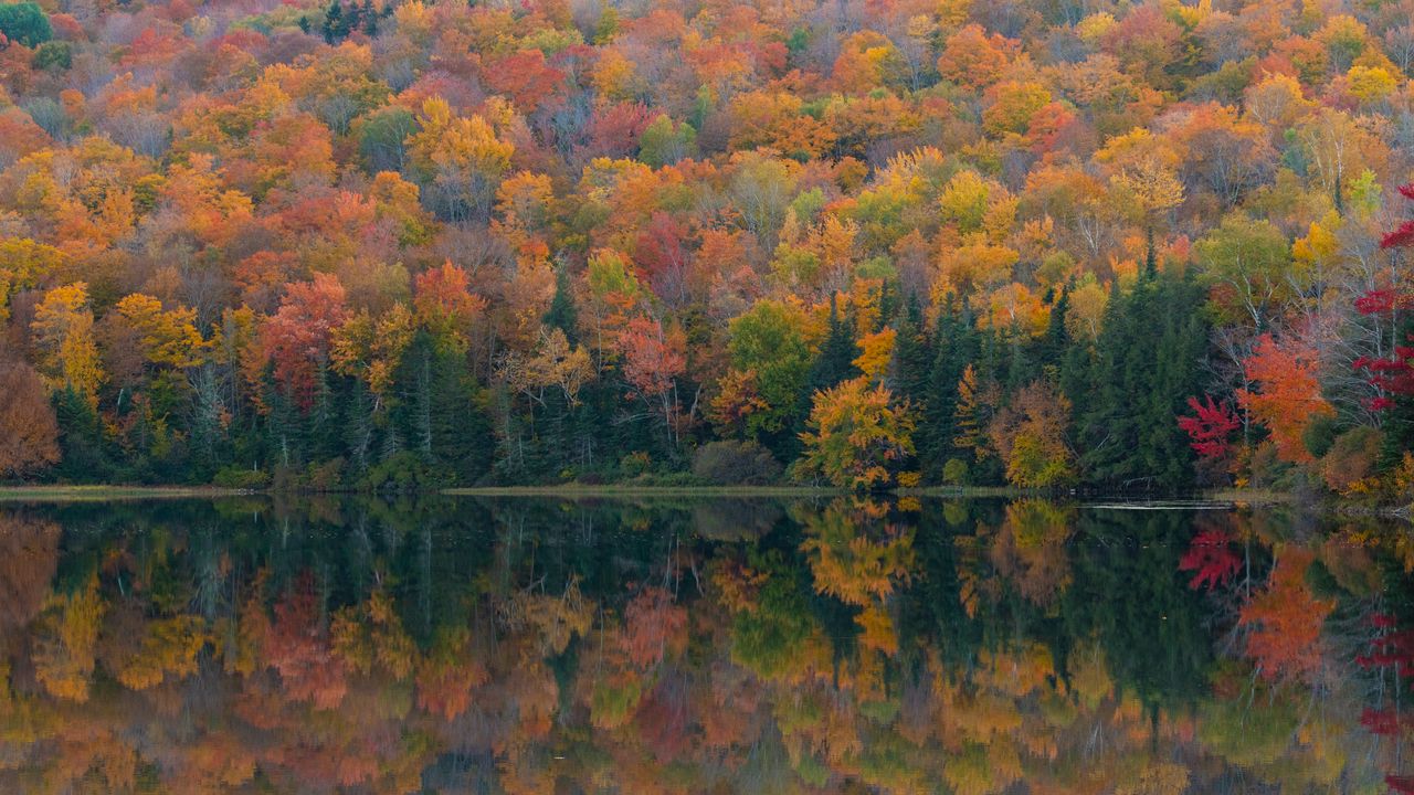 Обои лес, озеро, отражение, осень, природа