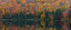 Превью обои лес, озеро, отражение, осень, природа