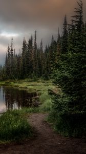 Превью обои лес, озеро, трава, ель