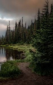 Превью обои лес, озеро, трава, ель