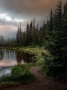 Превью обои лес, озеро, трава, ель