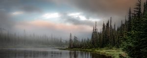 Превью обои лес, озеро, трава, ель