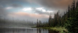 Превью обои лес, озеро, трава, ель