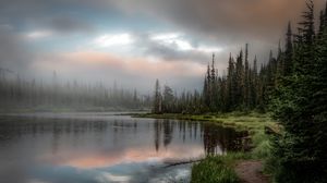 Превью обои лес, озеро, трава, ель