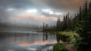 Превью обои лес, озеро, трава, ель