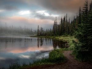 Превью обои лес, озеро, трава, ель