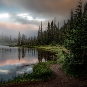 Превью обои лес, озеро, трава, ель