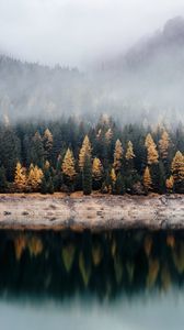 Превью обои лес, озеро, туман, отражение, природа, тишина