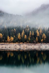 Превью обои лес, озеро, туман, отражение, природа, тишина