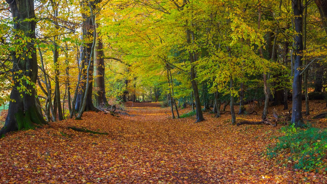 Обои лес, парк, деревья, опавшая листва, осень, пейзаж