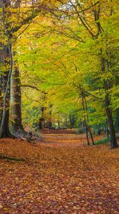 Превью обои лес, парк, деревья, опавшая листва, осень, пейзаж