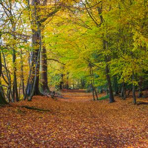 Превью обои лес, парк, деревья, опавшая листва, осень, пейзаж