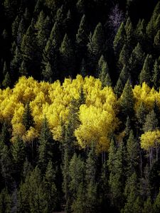 Превью обои лес, пейзаж, осень, деревья