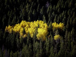 Превью обои лес, пейзаж, осень, деревья