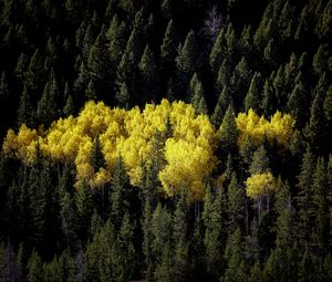 Превью обои лес, пейзаж, осень, деревья