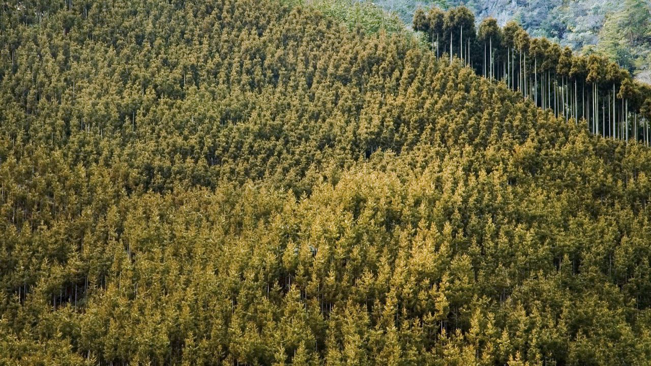 Обои лес, пейзаж, природа, деревья, фон