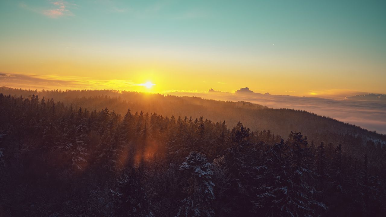 Обои лес, пейзаж, рассвет, природа, елки
