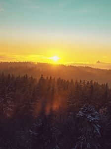 Превью обои лес, пейзаж, рассвет, природа, елки