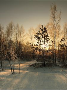 Превью обои лес, покров, зима, солнце