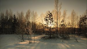 Превью обои лес, покров, зима, солнце