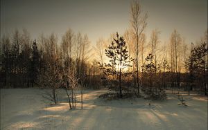 Превью обои лес, покров, зима, солнце