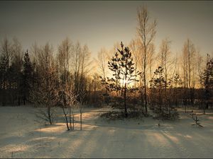 Превью обои лес, покров, зима, солнце