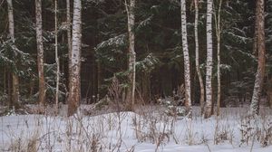 Превью обои лес, поле, снег, деревья, зима