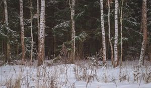 Превью обои лес, поле, снег, деревья, зима