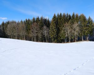 Превью обои лес, поле, снег, деревья, природа, зима