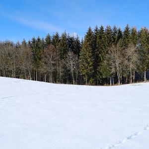 Превью обои лес, поле, снег, деревья, природа, зима